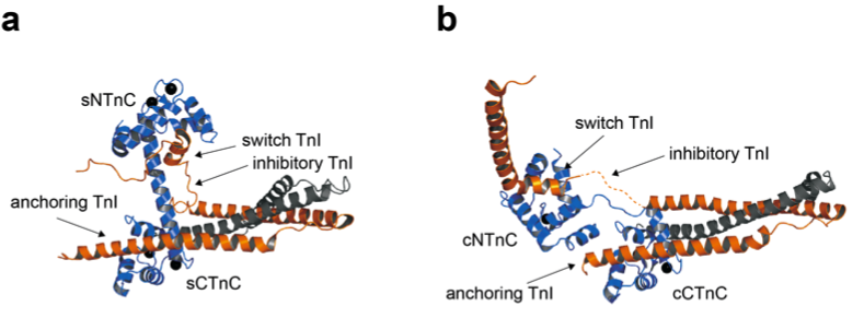 troponin C